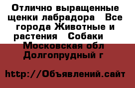Отлично выращенные щенки лабрадора - Все города Животные и растения » Собаки   . Московская обл.,Долгопрудный г.